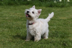 Terrier - West Highland White