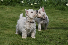 Terrier - West Highland White