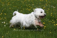 Terrier - West Highland White