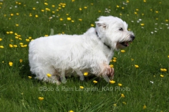 Terrier - West Highland White