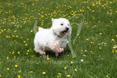 Terrier - West Highland White