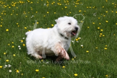 Terrier - West Highland White