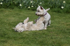 Terrier - West Highland White