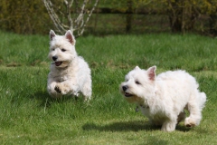 Terrier - West Highland White