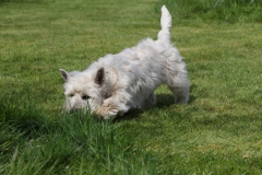 Terrier - West Highland White