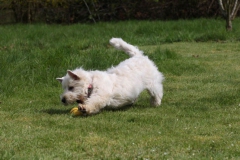 Terrier - West Highland White