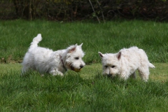 Terrier - West Highland White