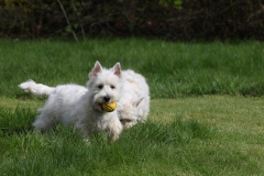 Terrier - West Highland White