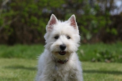 Terrier - West Highland White