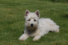 Terrier - West Highland White