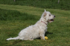 Terrier - West Highland White