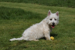 Terrier - West Highland White