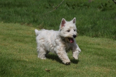 Terrier - West Highland White