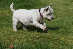 Terrier - West Highland White