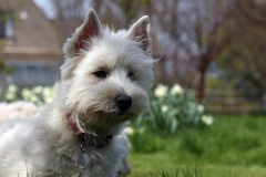 Terrier - West Highland White