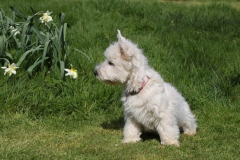 Terrier - West Highland White