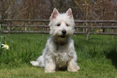 Terrier - West Highland White