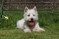 Terrier - West Highland White