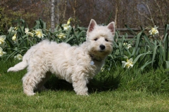 Terrier - West Highland White