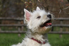 Terrier - West Highland White