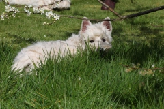 Terrier - West Highland White