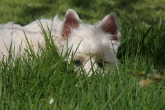 Terrier - West Highland White