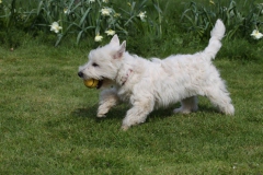 Terrier - West Highland White