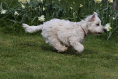 Terrier - West Highland White