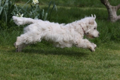 Terrier - West Highland White