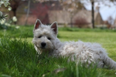 Terrier - West Highland White