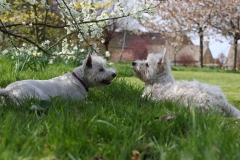 Terrier - West Highland White