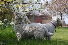 Terrier - West Highland White