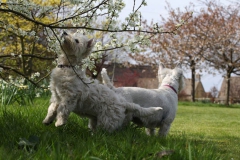 Terrier - West Highland White