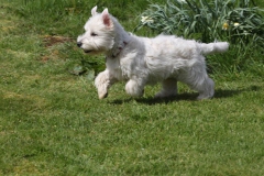 Terrier - West Highland White