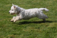 Terrier - West Highland White