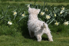 Terrier - West Highland White