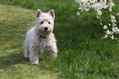 Terrier - West Highland White