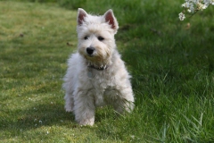 Terrier - West Highland White