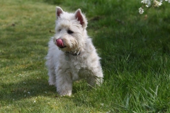 Terrier - West Highland White