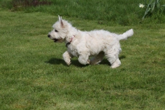 Terrier - West Highland White