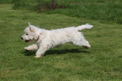 Terrier - West Highland White