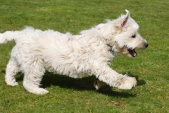 Terrier - West Highland White