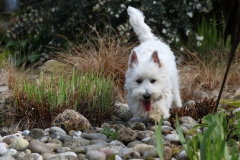 Terrier - West Highland White