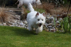 Terrier - West Highland White