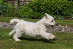 Terrier - West Highland White