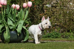 Terrier - West Highland White