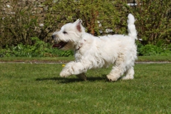 Terrier - West Highland White