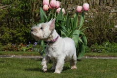 Terrier - West Highland White