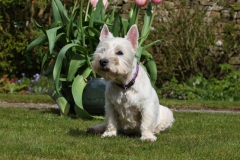 Terrier - West Highland White