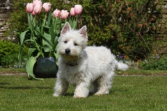 Terrier - West Highland White